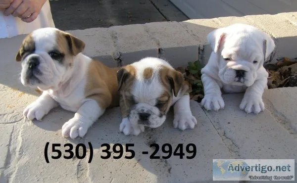 Azqws affordable english bulldog puppies
