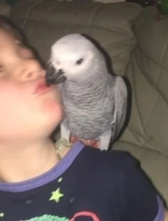 Qfefdv, male and female african grey babi