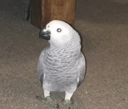 Afecfedd, male and female african grey ba