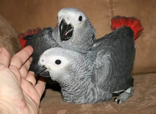 Qqfezf, male and female african grey babi