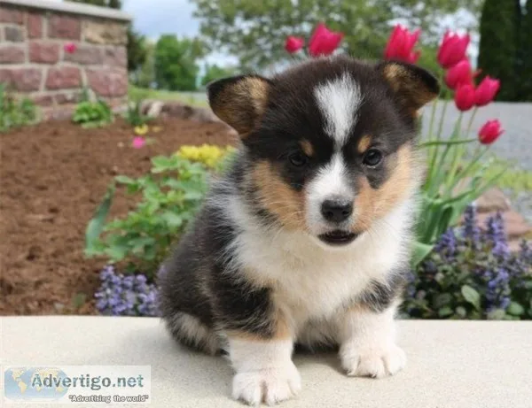 Stunning pembroke corgis available