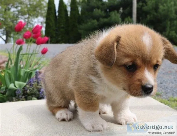 Stunning pembroke corgis available