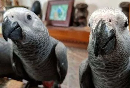 Sveqv, male and female african grey 