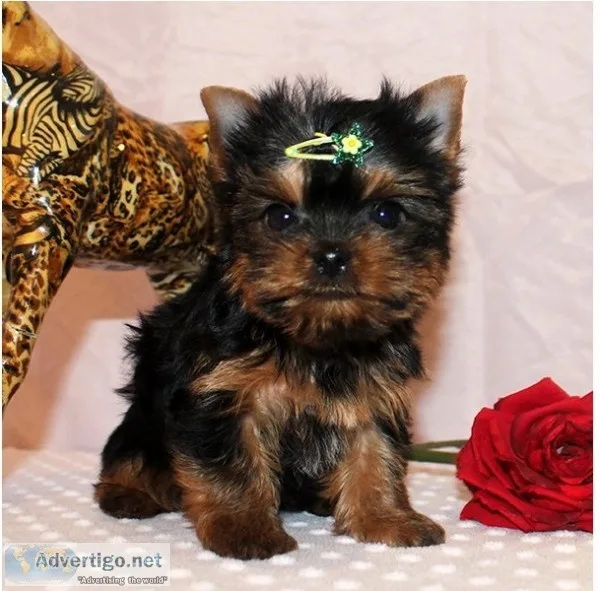  male and female yorkies for sale, 