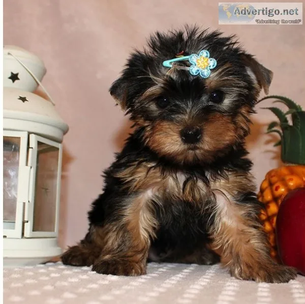  male and female yorkies for sale, 