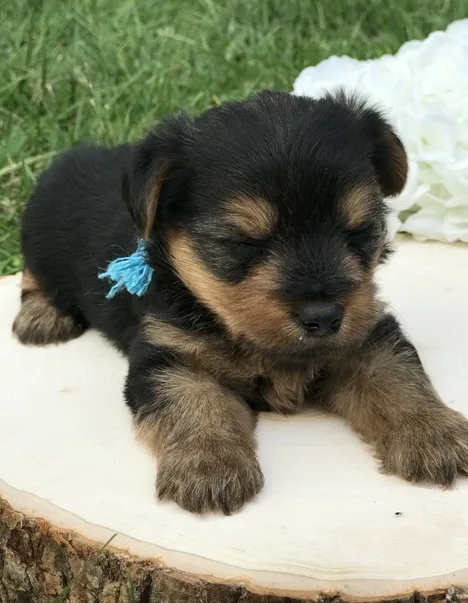 Cute yorkshire puppies for sale 