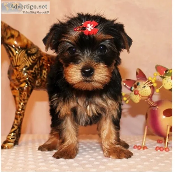 Yorkshire terrir for re-homing 