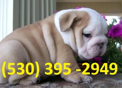 Hyyio affordable english bulldog puppies