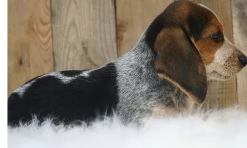 Cute beagle dogs for sale  
