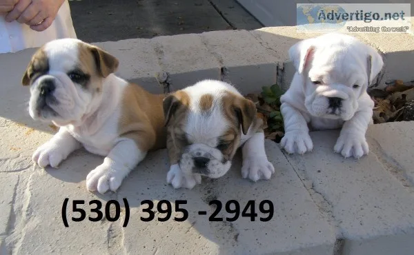 Dtytu affordable english bulldog puppies