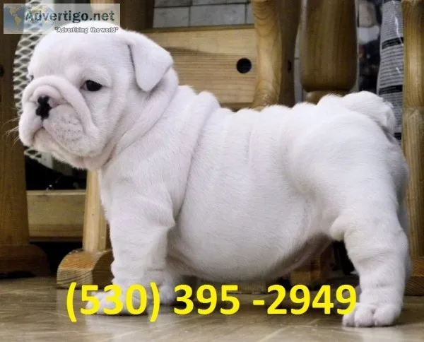 Wwqqa affordable english bulldog puppies