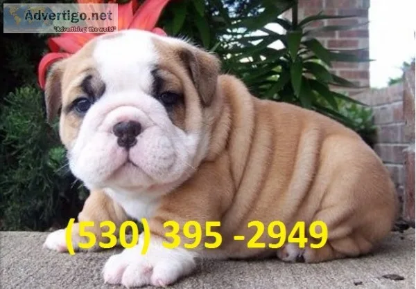 Jjioo affordable english bulldog puppies