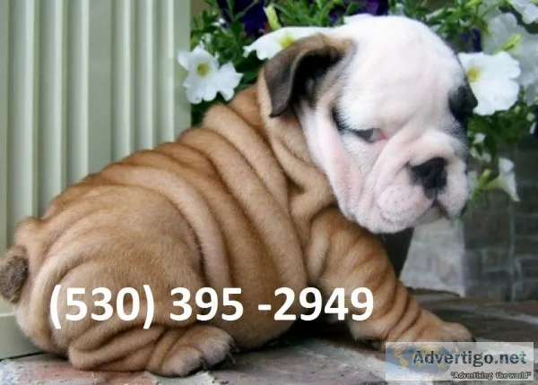 Ryttr affordable english bulldog puppies
