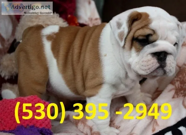 Dwsq affordable english bulldog puppies