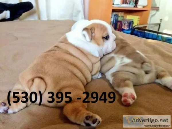 Gyhui affordable english bulldog puppies