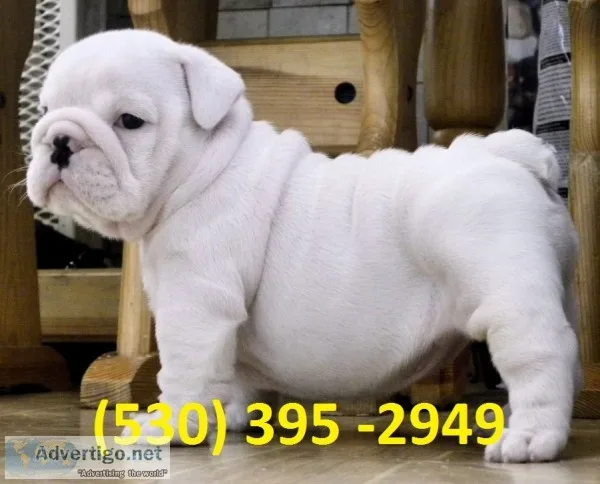 Aqzxc affordable english bulldog puppies
