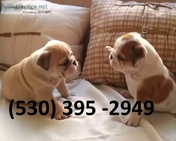 Swqer affordable english bulldog puppies