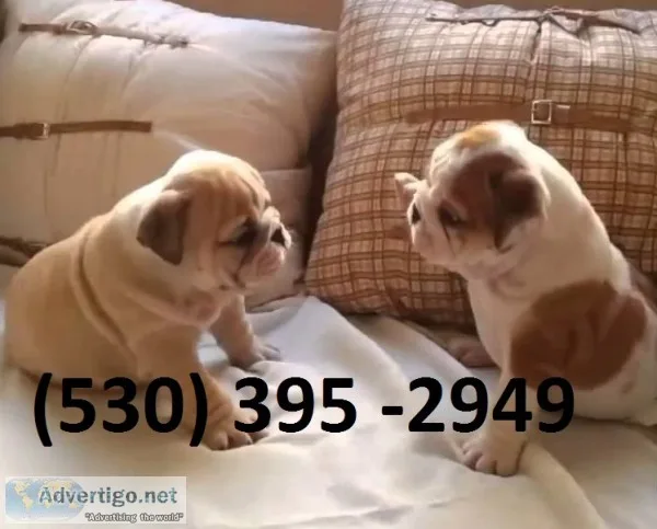Ghiko affordable english bulldog puppies
