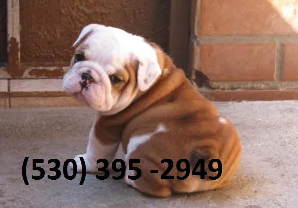 Hjnmk affordable english bulldog puppies