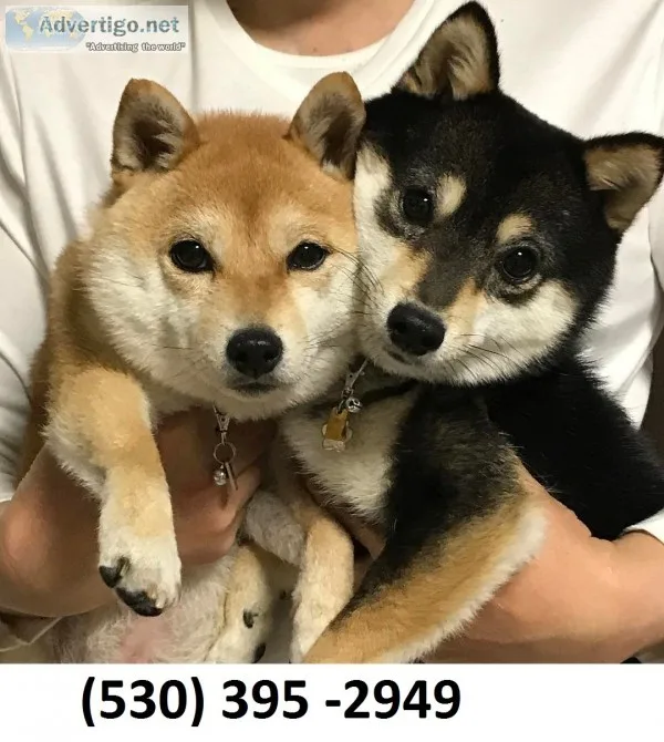 Fcvedaqs lovable shiba inu puppies
