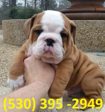 Fghf affordable english bulldog puppies 