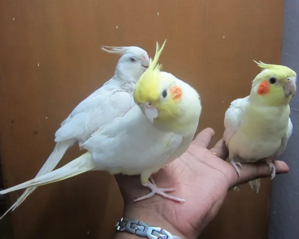 Macaw parrot for sale delhi 9654209269