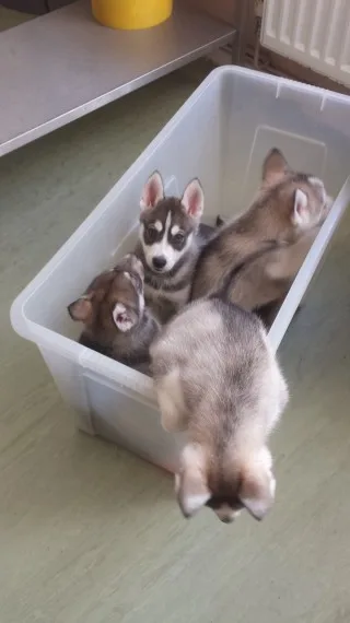 4 siberian husky puppies now ready