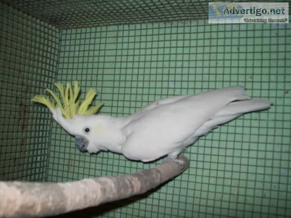 Macaw parrot for sale delhi 9654209269