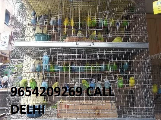All type birds for sale 9654209269
