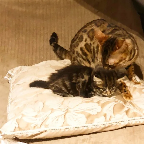 We have 6 beautiful bengal cross kittens