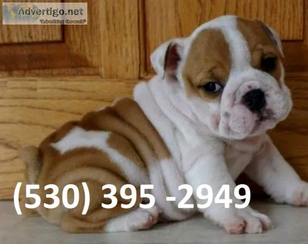 Dhjh affordable english bulldog puppies