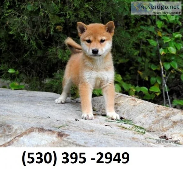 Hujiolpd lovable shiba inu puppies