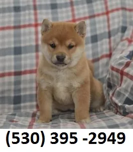 Vfrgtyhio lovable shiba inu puppies