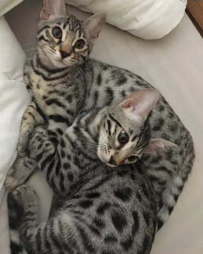 Beautiful bengal kittens for sale now 