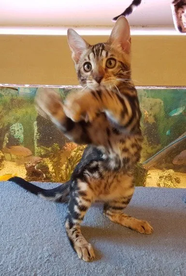 We have beautiful bengal kittens for