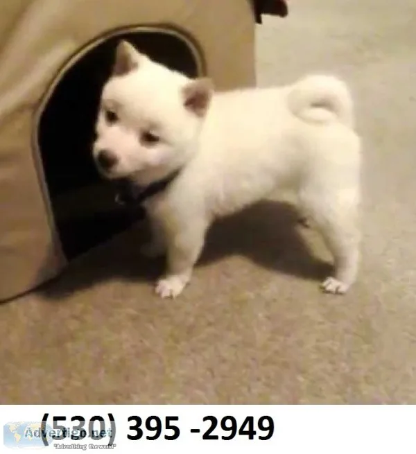 Ergtg registered shiba inu puppies ready