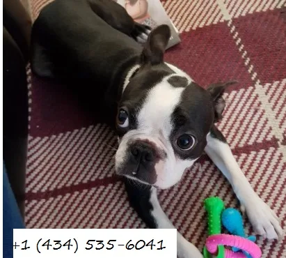 Almost six weeks old-looking for loving 