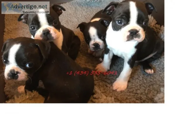 Kc registered quality boston terrier pup