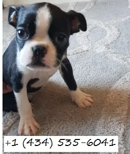 1 stunning girl left (pick of the litter