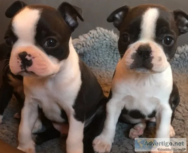 Kc registered quality boston terrier pup