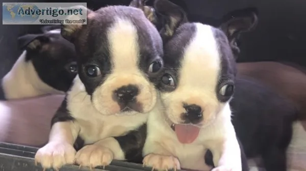 Boston terrier pups for sale