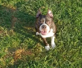 2 beautiful pups left