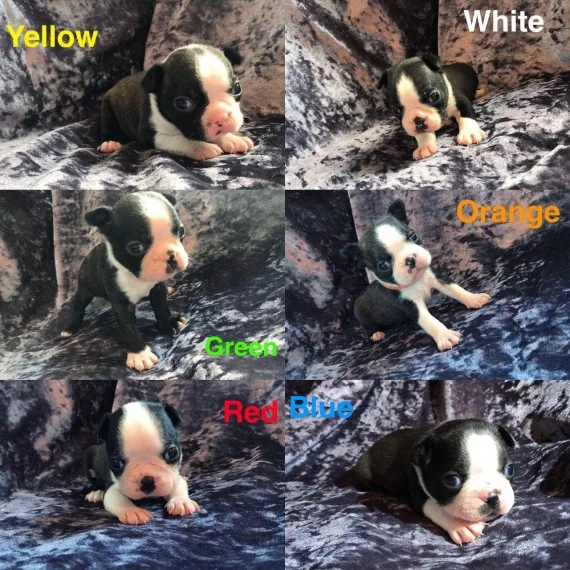 Kc registered boston terrier pups