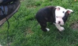Boston terriers for house lovely 
