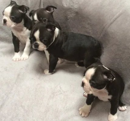 Kc registered boston terriers 3 boys 1 g