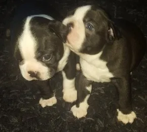 Male boston terrier puppies