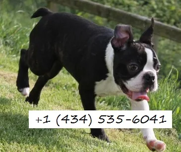 2 beautiful pups left