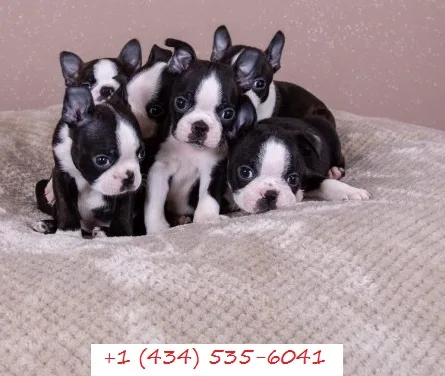 Kc registered boston terrier pups