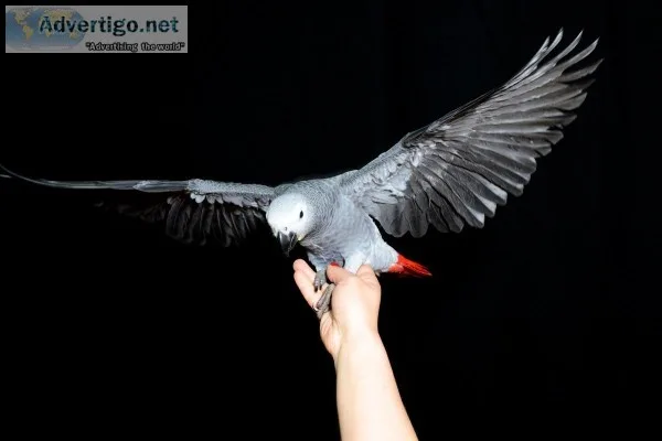 Dw neat congo african grey parrots 