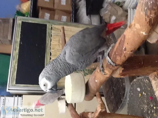 Dea neat congo african grey parrots 